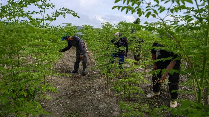 Planting Moringa
